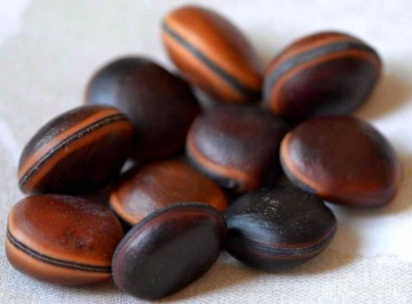 Paquete de 10 semillas de OJO DE BUEY DE ORIGEN BRASILEÑO. Contra la envidia.-